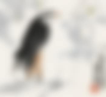 Indian grackle (preview)