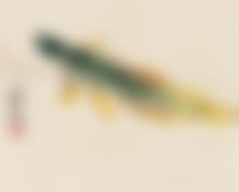 Fish (preview)