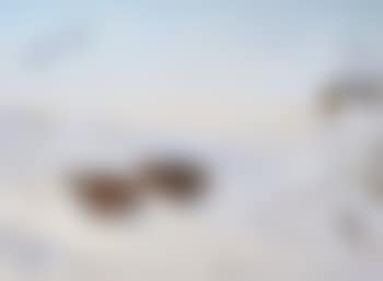 Partridges in the snow (preview)