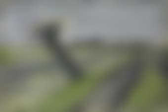 Pollard Willow (preview)