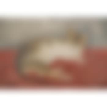 Chat Couché (preview)