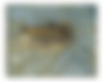 Contracorrent (Crosscurrent) (preview)