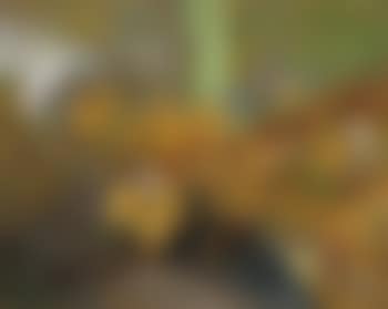 On the park wall (preview)