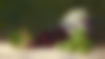 Stillleben mit Weintrauben und Porzellanvase (preview)