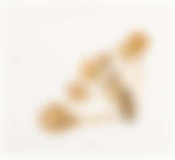 Ombelico Di Venere Cotyledon Umbilicus Veneris (preview)
