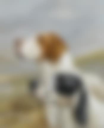 English Setter and Pointer (preview)