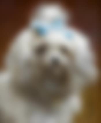 The blue bow (preview)