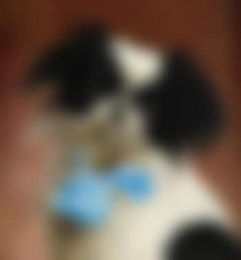 Japanese Chin (preview)
