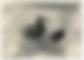 Onions (preview)