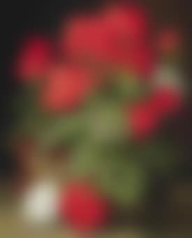 Geraniums (preview)