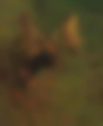 Study Of a Moose (preview)