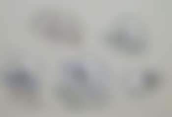 Studies of a Herring Gull (preview)