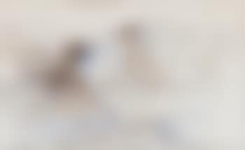 Sans Titre (preview)