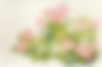Cotton Rose Hibiscus (preview)