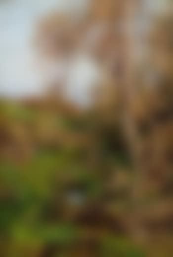 Frühling im Wienerwald (preview)