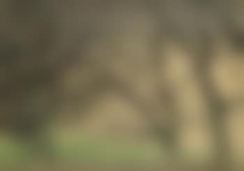 Bomen (preview)