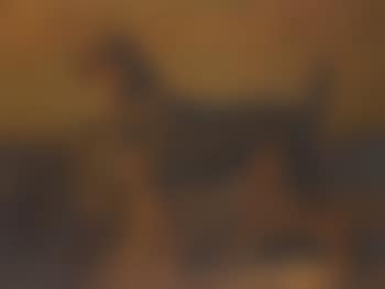 A Terrier In a Landscape (preview)