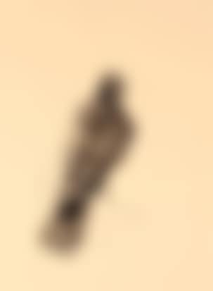 Bird (preview)