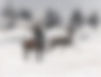 Cerf et biches dans la neige (preview)