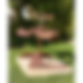 Wishtree (preview)
