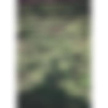 Surfer (preview)