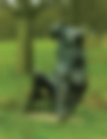 Oracle (preview)