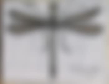 Libellule (preview)