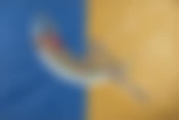 Donna sulla luna (preview)