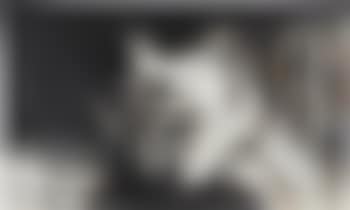 Untitled (from Fase Negra) (preview)
