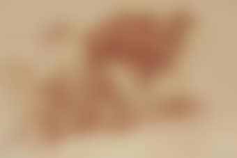 Study of resting camels (preview)