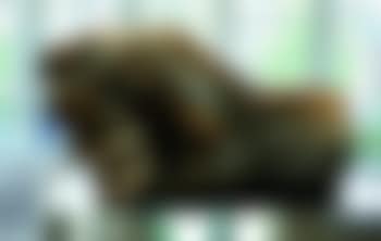 Gros poing (preview)