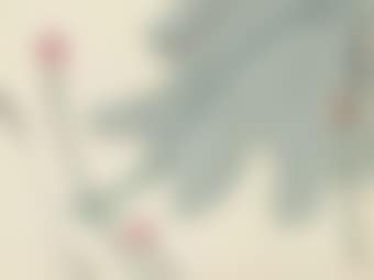 Lotus (preview)