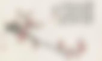 Apricot Blossoms (preview)