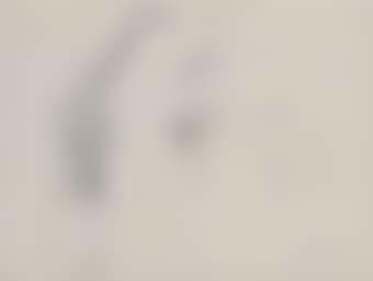 A study of two giraffes (preview)