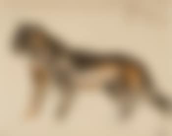 Étude de puma (preview)