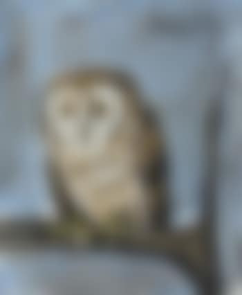 Chouette (preview)