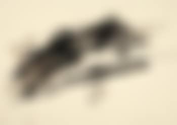 Ohne Titel (preview)
