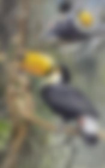 Toucans (preview)