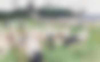 White stork (preview)