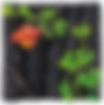 Tronchi e zucca (preview)