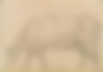 Rind (preview)