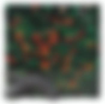 Fiori di nasturzia (preview)
