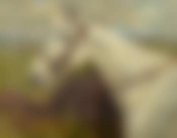 Portrait of a white horse (preview)