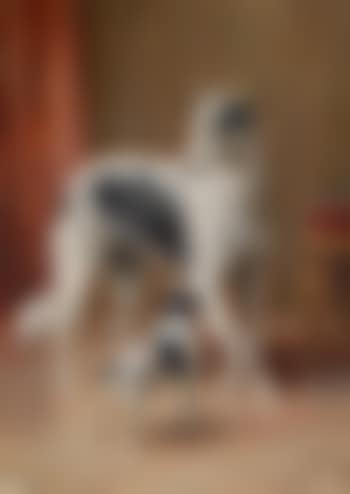 Windhunde (preview)