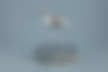 Curlew (preview)