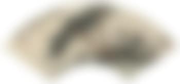Pine Trees (preview)