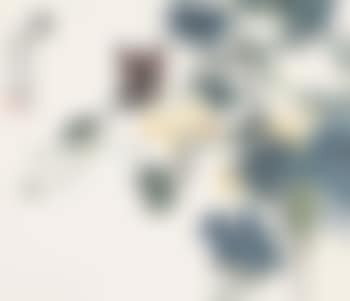 Butterflies and flowers (preview)