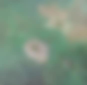 A bird in lotus pond (preview)