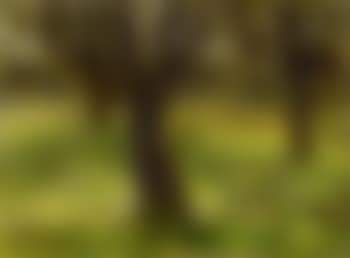 Ohne Titel - Landschaft Mit Drei Bäumen (Untitled - Landscape With Three Trees) (preview)