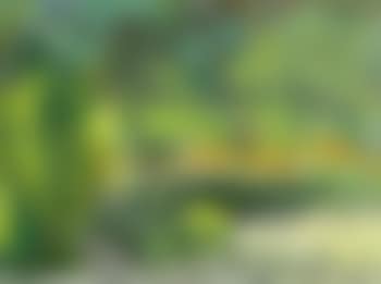 Garten in der Oschwand (preview)